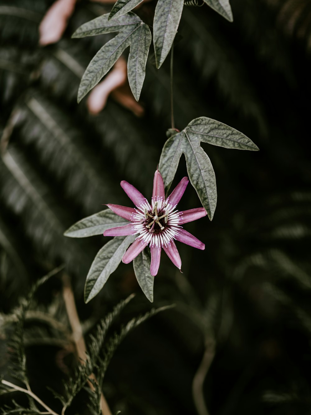 pink-petaled flower on selective focus photography