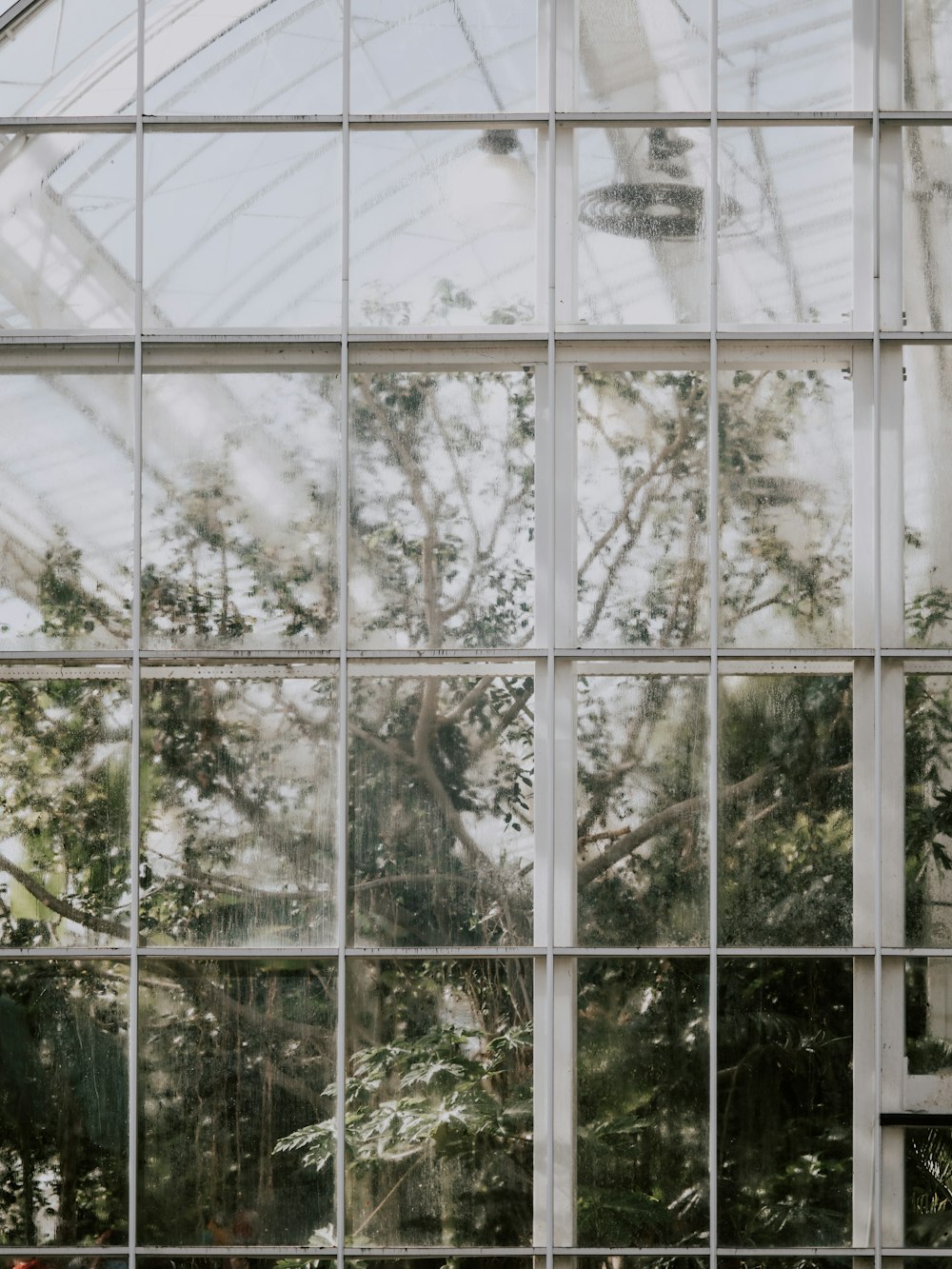 green trees near windows