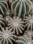cactus plants