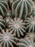cactus plants