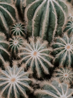 cactus plants