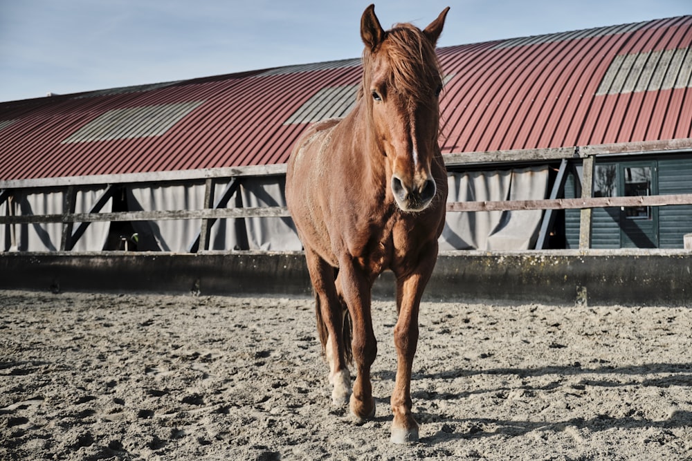 brown horse at the farm