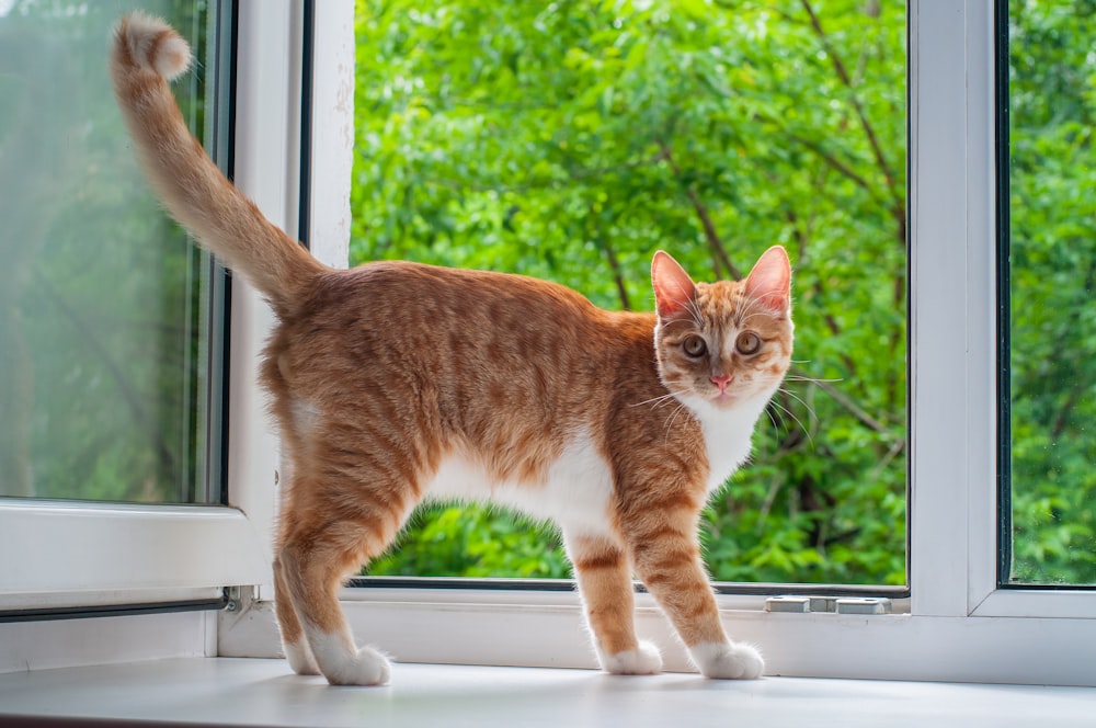 orange tabby cat standing beside open window