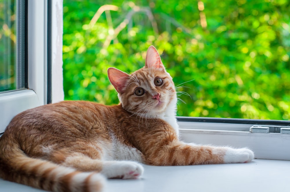 orange tabby cat near window