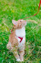A cat exploring a garden while safely secured with a colorful leash.