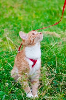 A cat exploring a garden while safely secured with a colorful leash.