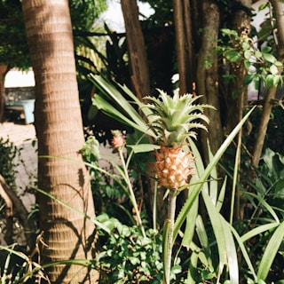 A vibrant Costa Rican pineapple farm bathed in golden sunlight.