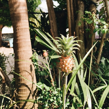 A vibrant Costa Rican pineapple farm bathed in golden sunlight.