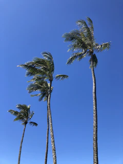 A row of elegant Washingtonia palms swaying gently in a warm breeze