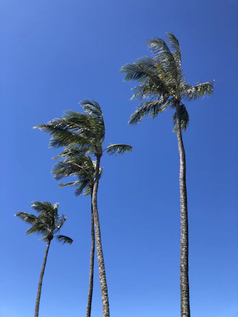 A row of elegant Washingtonia palms swaying gently in a warm breeze