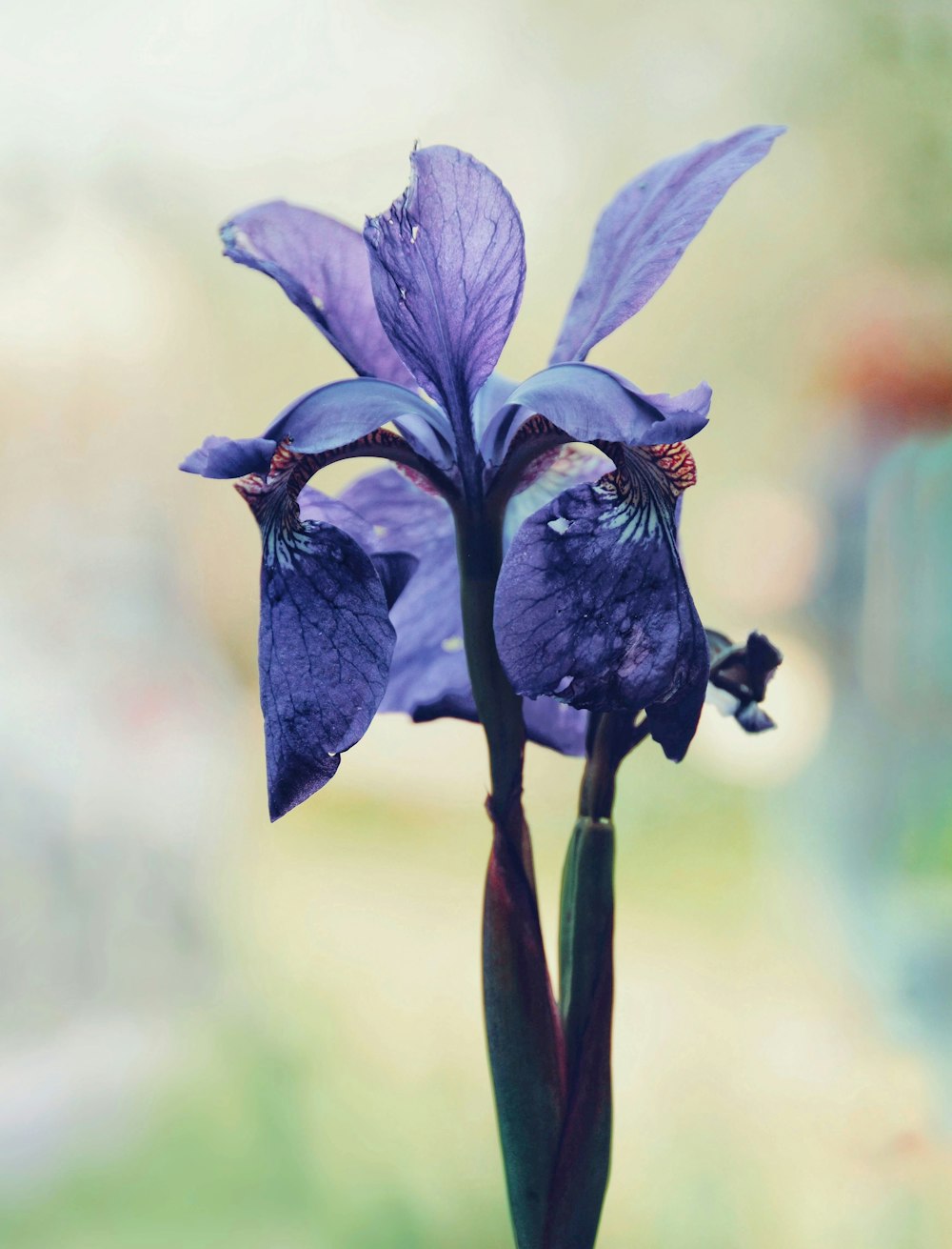 Northern blue flag flower