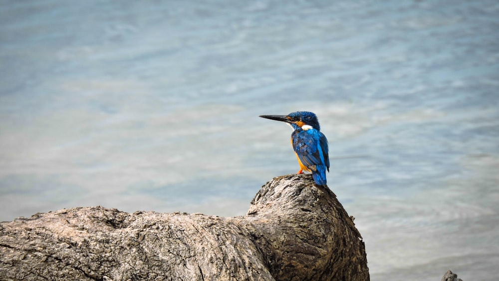 blue long-beaked bird perching on rock during daytime