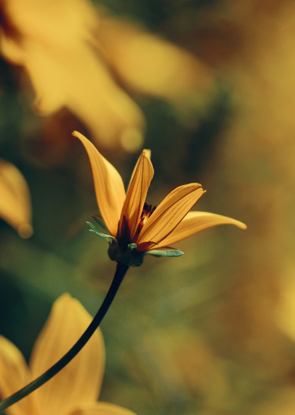 blooming yellow daisy flower