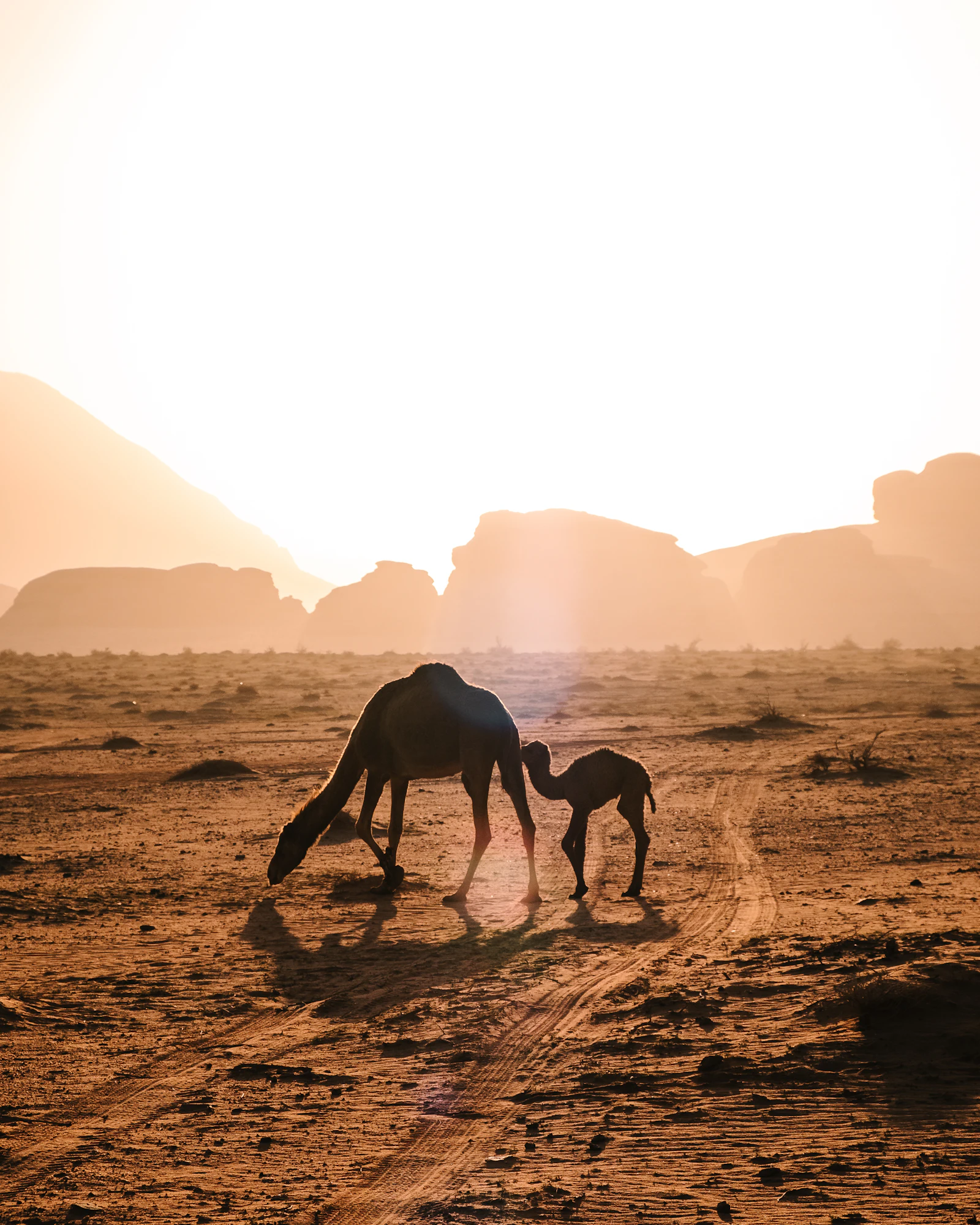 Camellos al amanecer junto a un campamento beduino en Wadi Rum, Jordania