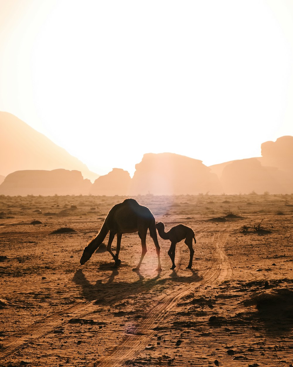 deux chameaux sur un endroit désert brun