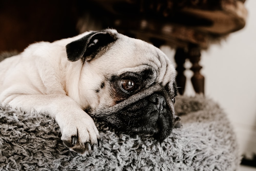 silver pug on chair