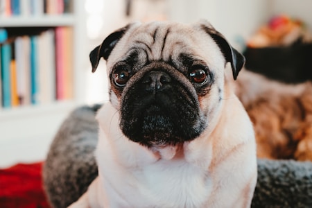 A close-up of a pug with a light tan coat, expressive dark eyes, and a wrinkled face. It appears to be sitting inside a cozy environment with bookshelves visible in the background, conveying a homely atmosphere.