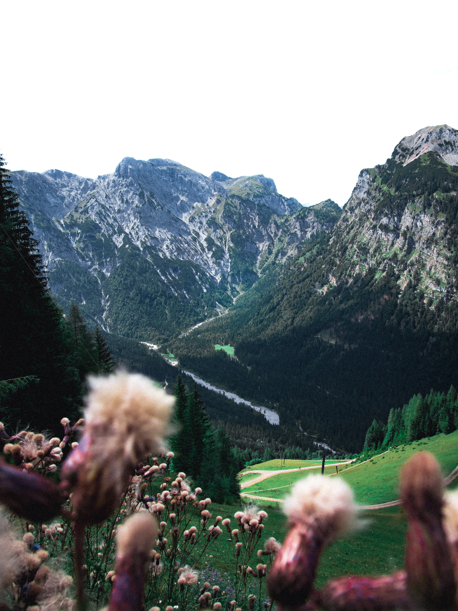 A lush green valley with a winding river, framed by towering cliffs and dotted with wildflowers.