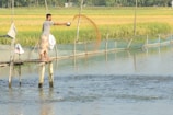 A person stands on a narrow wooden platform extending over a body of water, scattering feed into the pond. Surrounding the pond are fields of lush green and yellow rice paddies. The scene is set in a rural agricultural area, with makeshift fencing around the water.