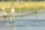 A person stands on a narrow wooden platform extending over a body of water, scattering feed into the pond. Surrounding the pond are fields of lush green and yellow rice paddies. The scene is set in a rural agricultural area, with makeshift fencing around the water.