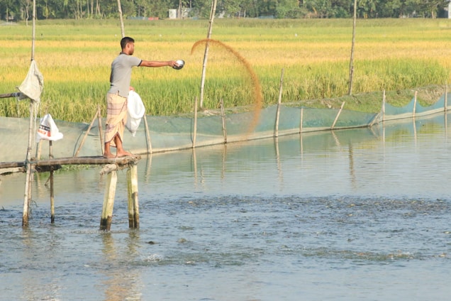 A person stands on a narrow wooden platform extending over a body of water, scattering feed into the pond. Surrounding the pond are fields of lush green and yellow rice paddies. The scene is set in a rural agricultural area, with makeshift fencing around the water.