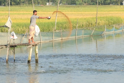 Close-up of a traditional fish feeding activity in the aquaculture pond