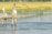 A person stands on a narrow wooden platform extending over a body of water, scattering feed into the pond. Surrounding the pond are fields of lush green and yellow rice paddies. The scene is set in a rural agricultural area, with makeshift fencing around the water.