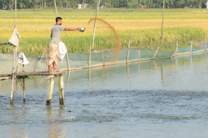 A person stands on a narrow wooden platform extending over a body of water, scattering feed into the pond. Surrounding the pond are fields of lush green and yellow rice paddies. The scene is set in a rural agricultural area, with makeshift fencing around the water.