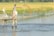 A person stands on a narrow wooden platform extending over a body of water, scattering feed into the pond. Surrounding the pond are fields of lush green and yellow rice paddies. The scene is set in a rural agricultural area, with makeshift fencing around the water.