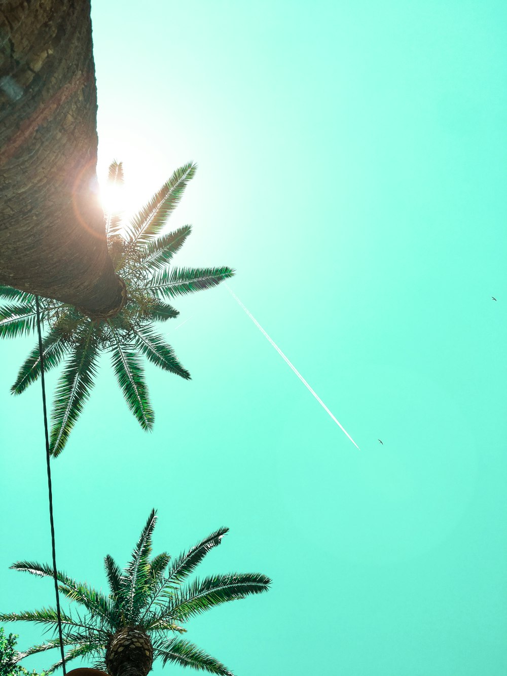 green coconut palm tree low-angle photography