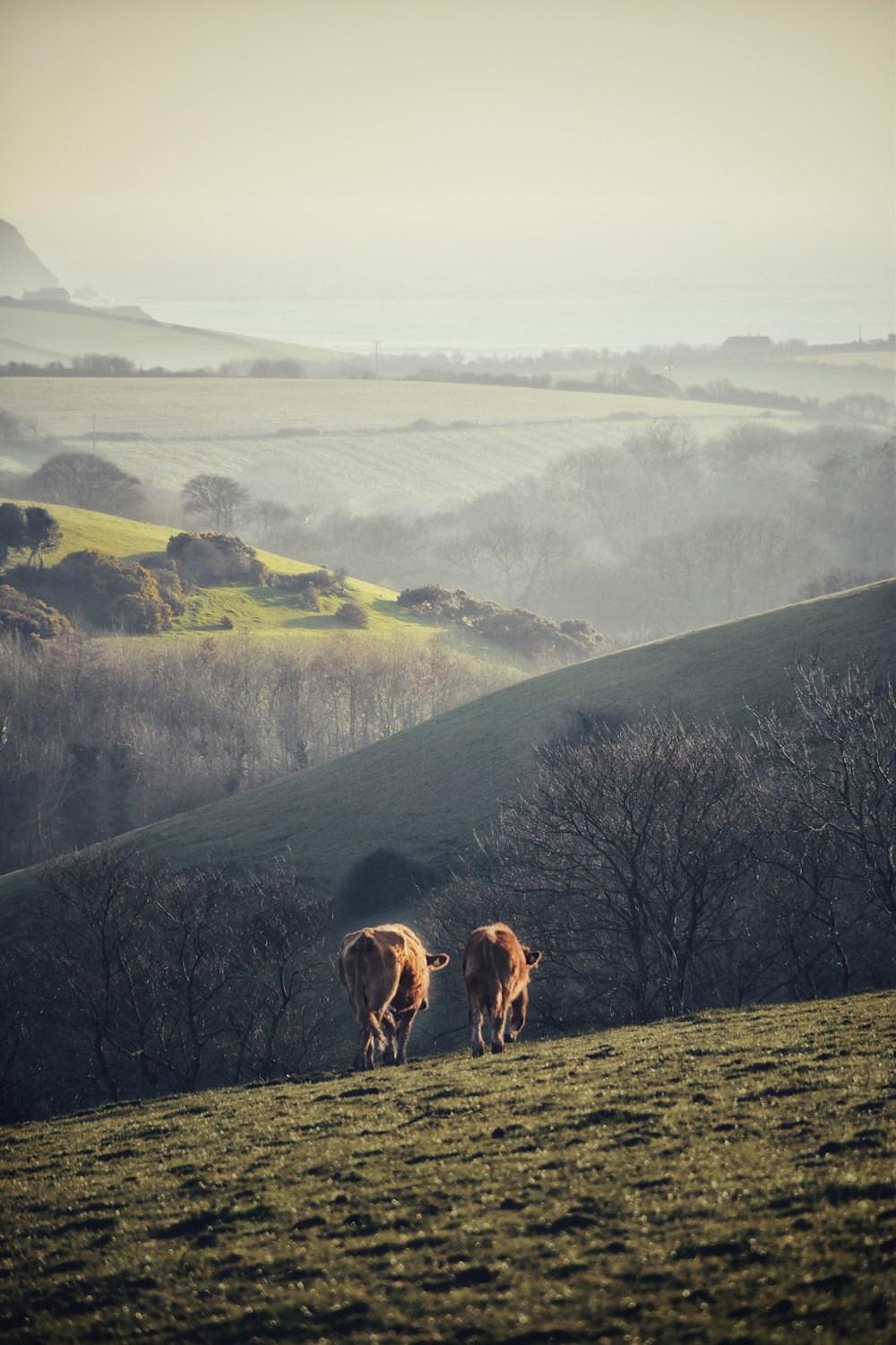 vaches sur un champ vert face aux collines et aux arbres