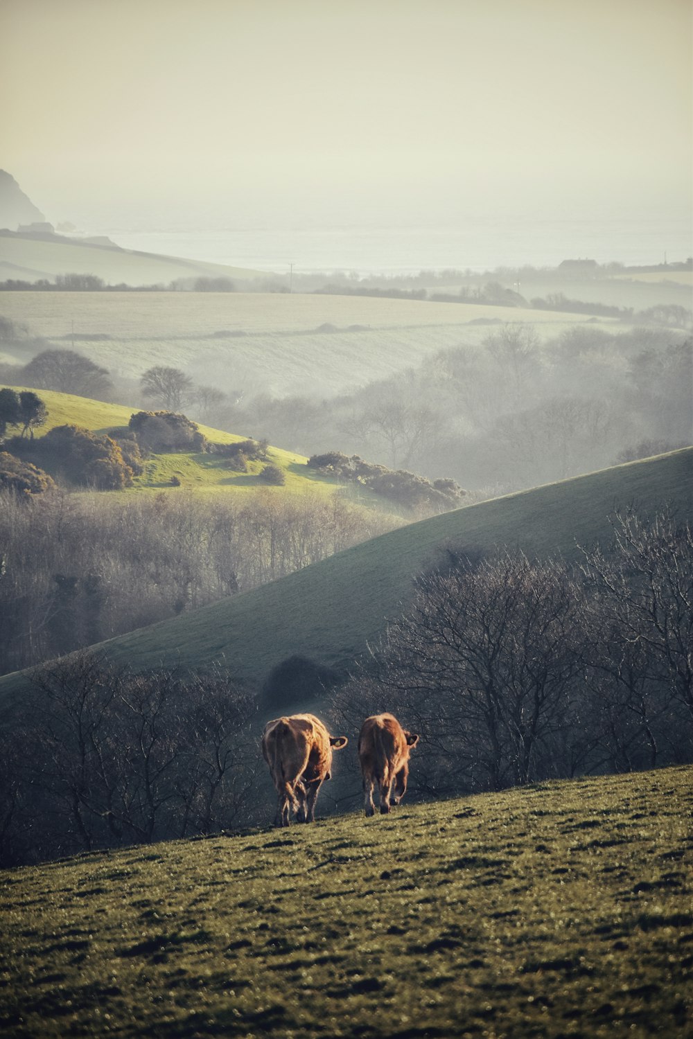 丘や木々に面した緑の野原に牛が