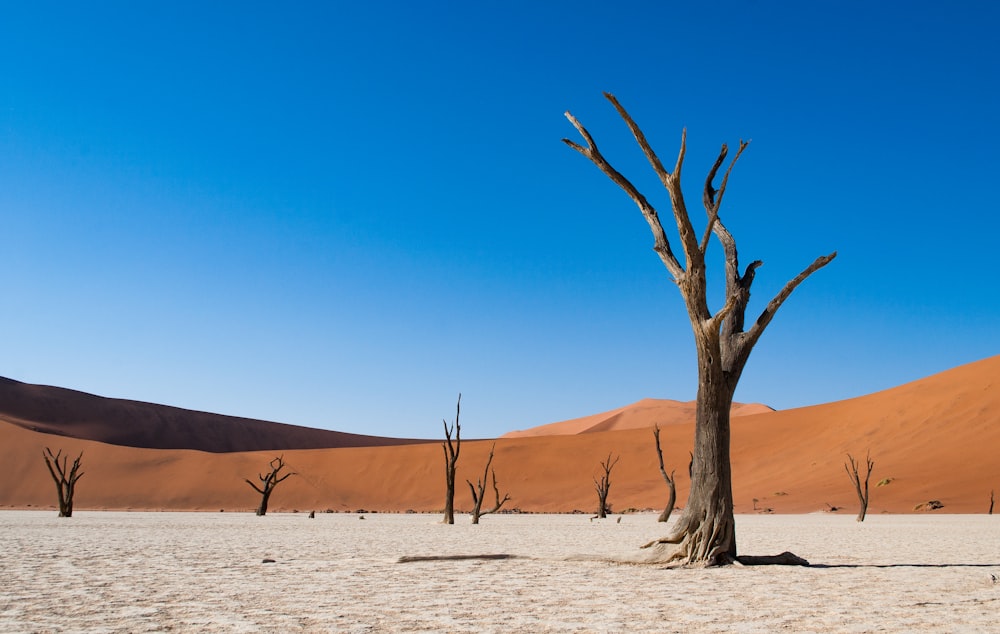 arbre de grange brun