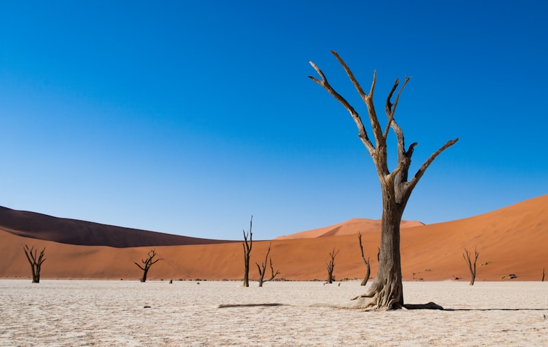 Deadvlei en el desierto del Namib