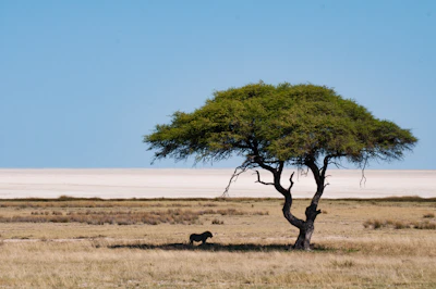 A lion resting under a lone tree on the white pan — Etosha, Namibia