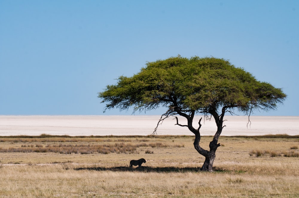 animal under green tree during daytime