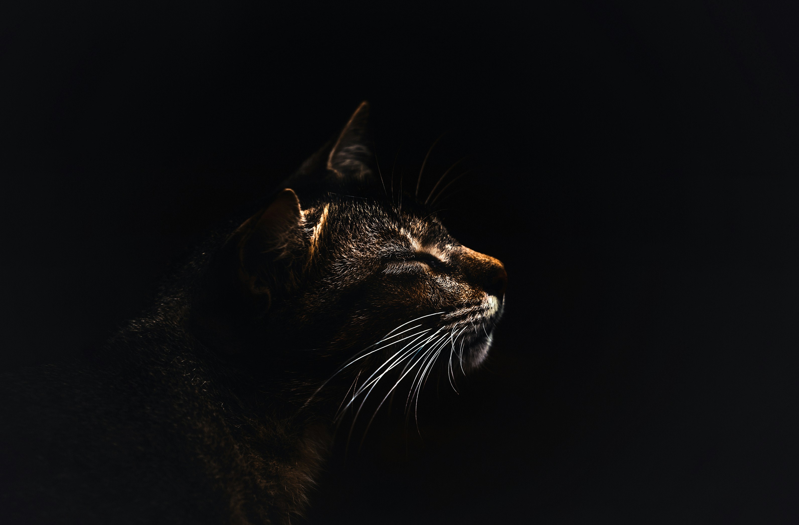 photo of gray and brown cat