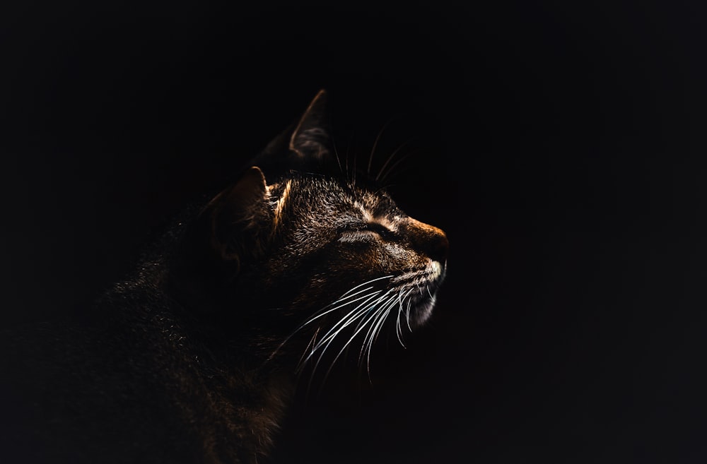 foto de gato cinza e marrom