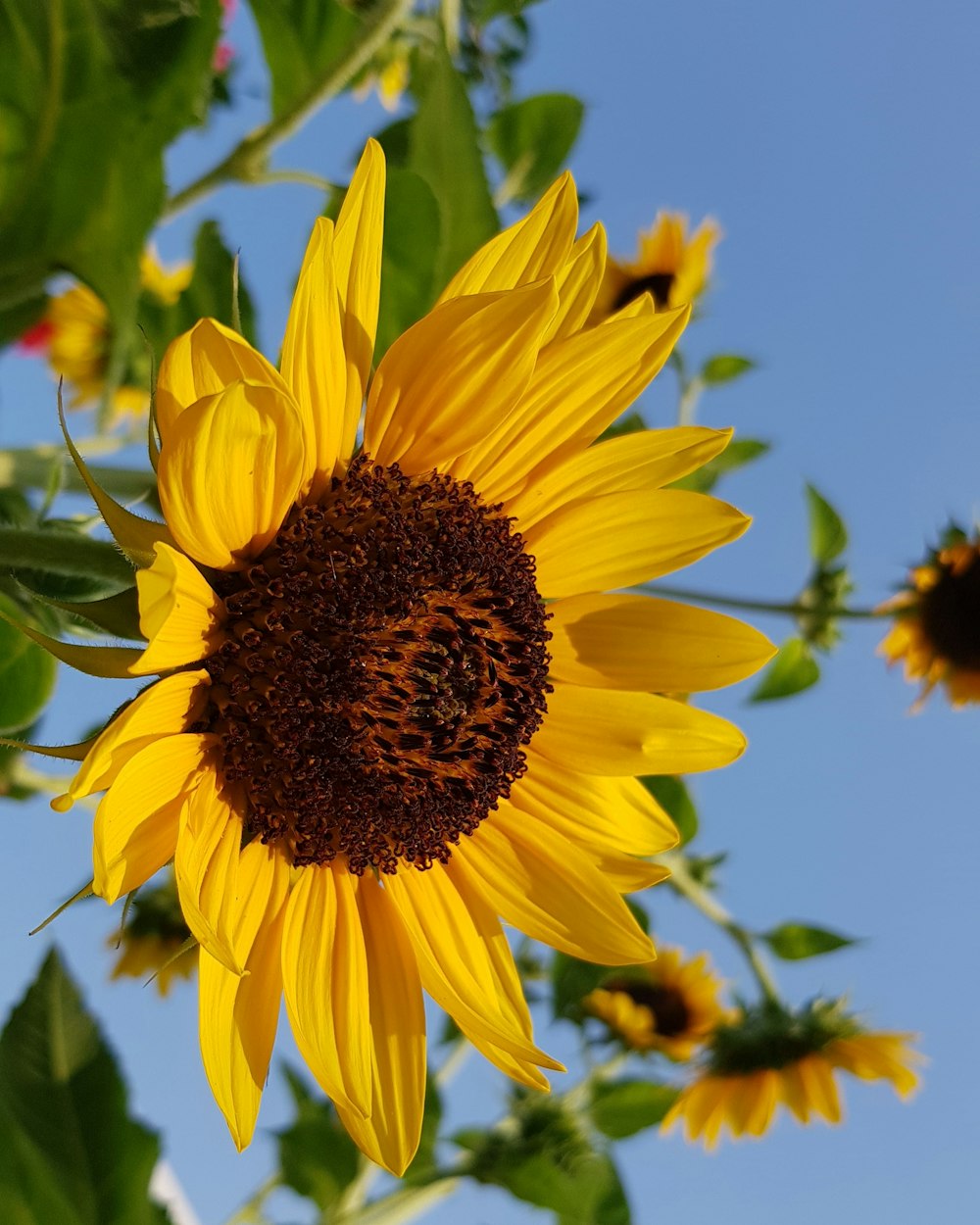 close-up photography of sunflower during daytime