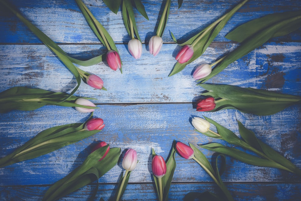 red and pink tulips