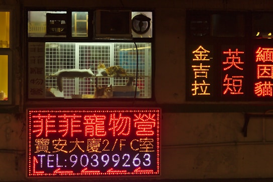 A storefront window at night displays several illuminated signs in a foreign script, likely an Asian language. Inside the window display, a cat sleeps on a platform within a cage, while another cat stands nearby. The scene is dimly lit except for the bright signage, which includes various advertisements and contact information.