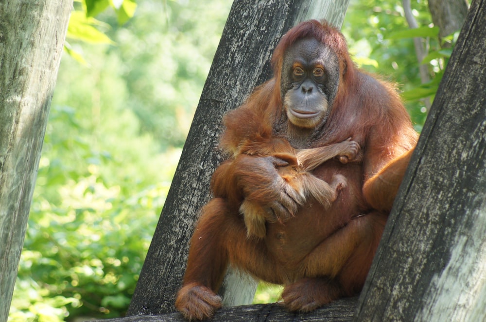 primate on tree