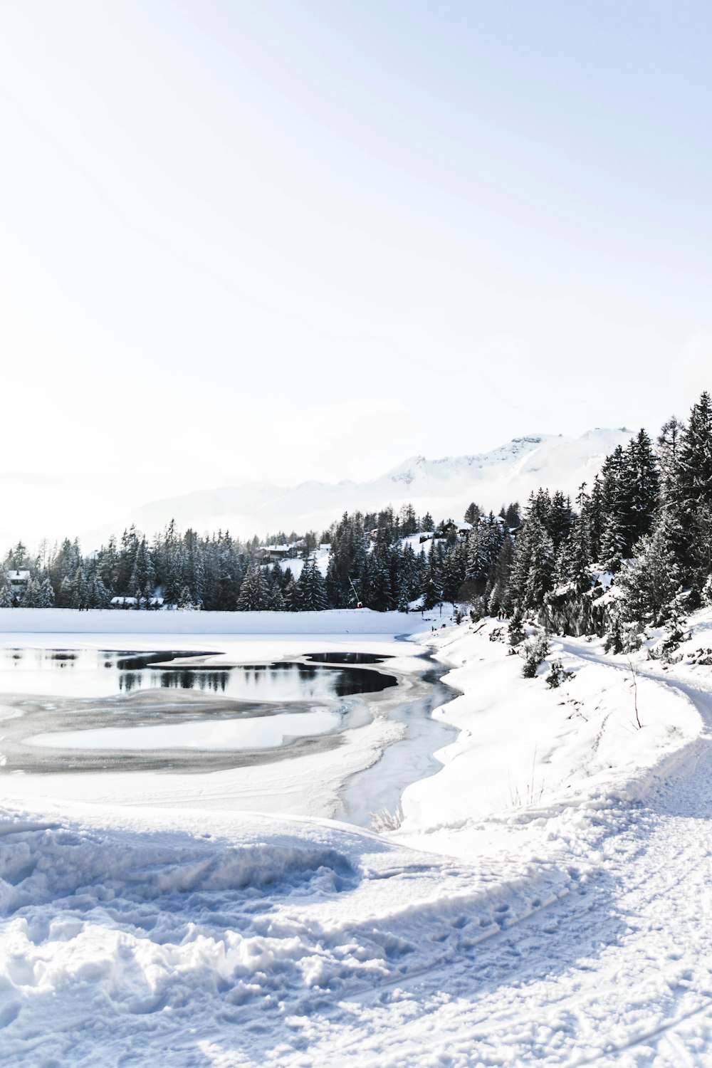 icy surface and pine tree