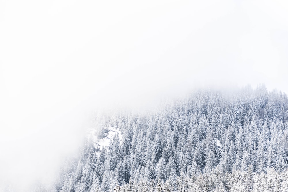 árvores cobertas de neve