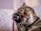 A tabby cat is grooming itself, with its eyes closed and one paw raised towards its face. The cat's fur is a mix of brown and black stripes. The background has a soft, pinkish hue with blurred patterns.