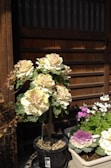 A garden scene with ornamental cabbage plants and other flowers in pots. The main plant has large cream and green leaves, while the potted flowers beside it are pink and white. Wooden slats in the background provide a rustic ambiance.