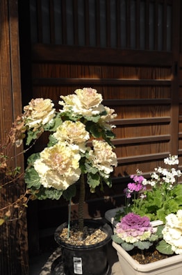 A garden scene with ornamental cabbage plants and other flowers in pots. The main plant has large cream and green leaves, while the potted flowers beside it are pink and white. Wooden slats in the background provide a rustic ambiance.