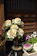 A garden scene with ornamental cabbage plants and other flowers in pots. The main plant has large cream and green leaves, while the potted flowers beside it are pink and white. Wooden slats in the background provide a rustic ambiance.