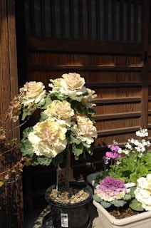 A garden scene with ornamental cabbage plants and other flowers in pots. The main plant has large cream and green leaves, while the potted flowers beside it are pink and white. Wooden slats in the background provide a rustic ambiance.