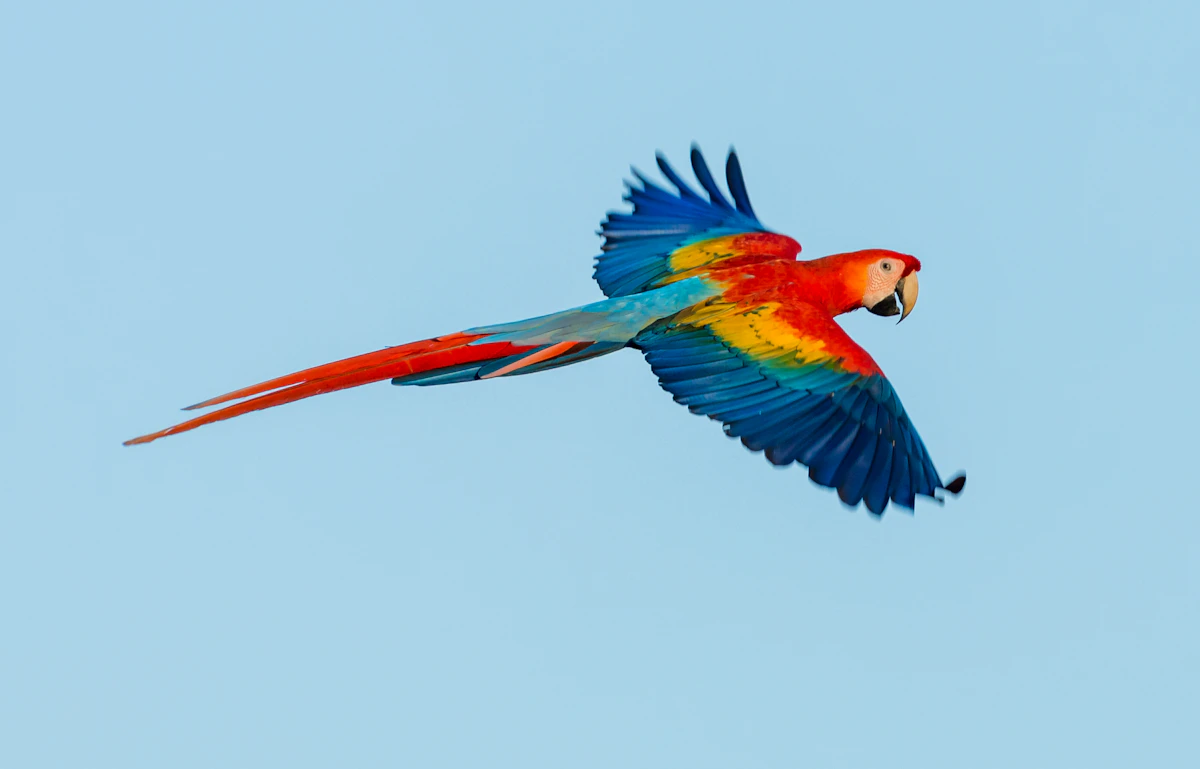 Scarlet macaw in flight, Costa Rica